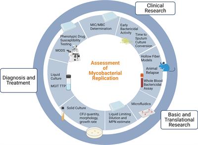 Clinically encountered growth phenotypes of tuberculosis-causing bacilli and their in vitro study: A review